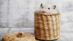 Škrečok utiekol: čo robiť?